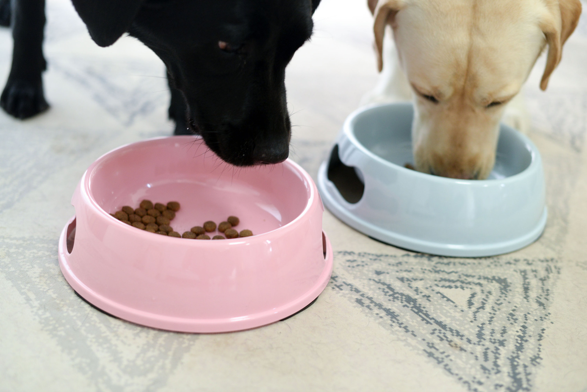 宠物多色狗狗食碗食具餐具美耐皿水碗狗粮碗喂食厚实耐用不易破碎