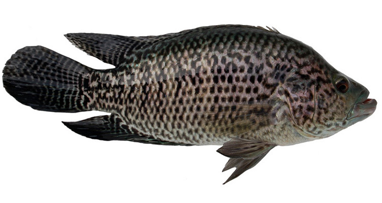 石斑鱼苗 淡水石斑鱼 批发