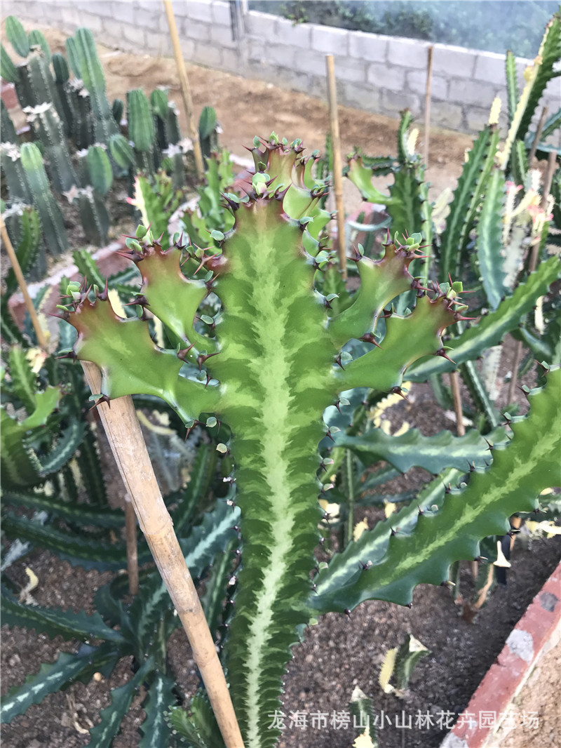 大戟科属多肉植物仙人掌批发 帝锦 龙骨类仙人柱大型沙漠沙生植物