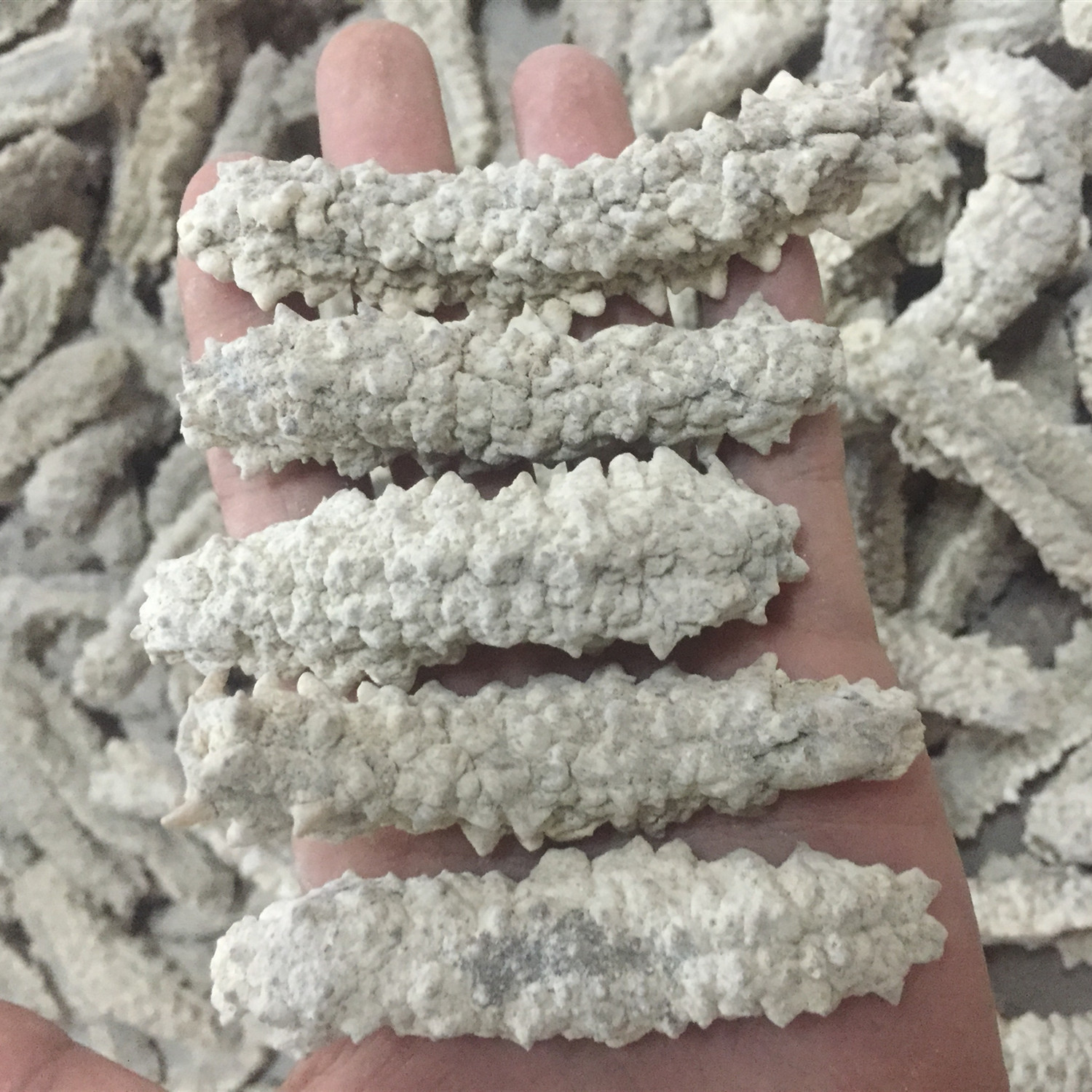 工厂现货批发 水产海鲜 白金刺参深海淡干黄金参 金刺参 海参高刺