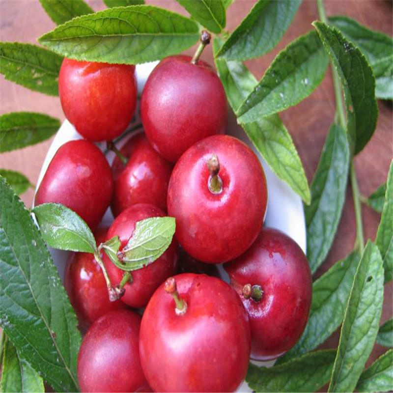 现挖现卖中华钙果苗 田园果园用农业黄黑钙果树苗