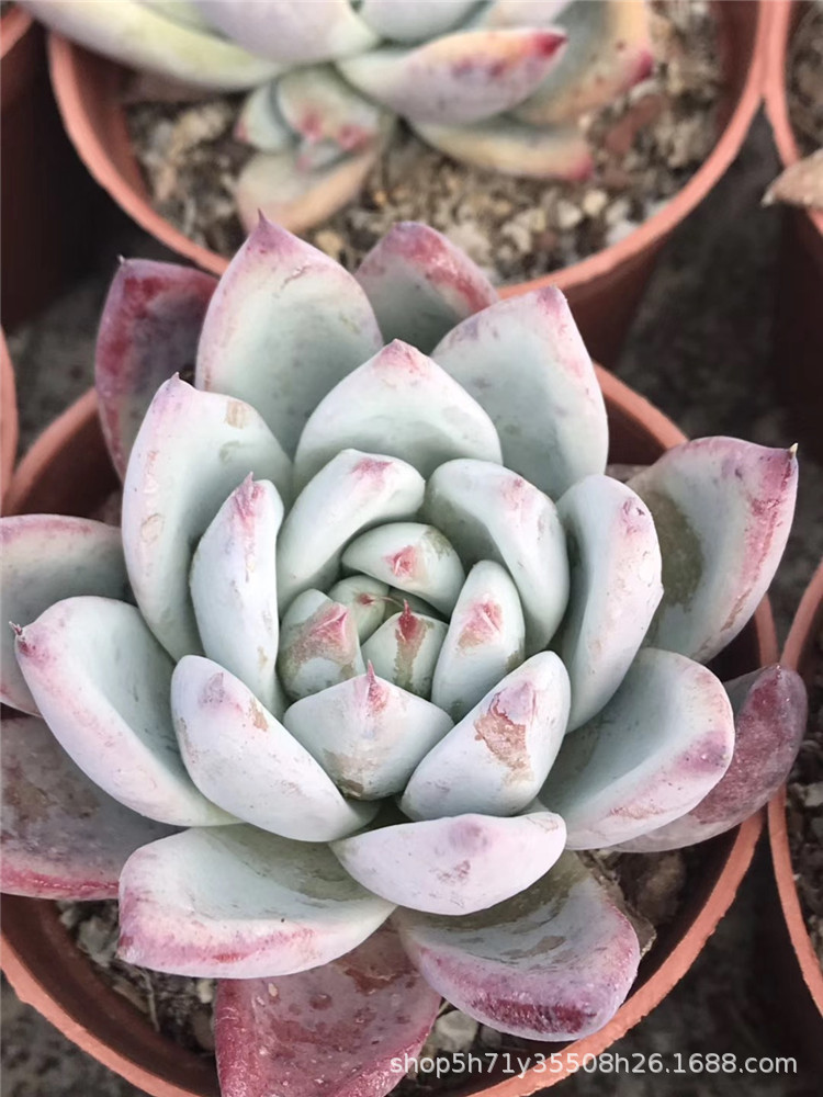 871大棚批发多肉植物 野卡单头大号多肉品种品相实拍裸根