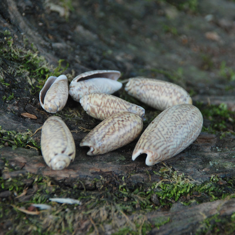 仙女螺小漂流瓶天然海螺贝壳鱼缸装饰品 多肉盆栽摆件diy紫口匪螺