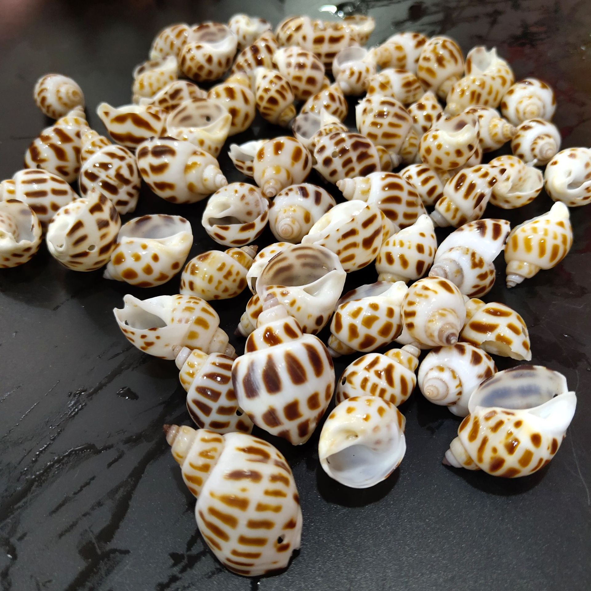 东风螺 天然海螺贝壳 2-4厘米打孔 饰品配件小海螺创意手工花点螺