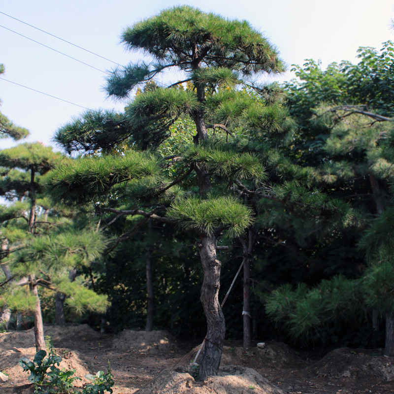 华山松树四季常青基地现挖现卖 各种规格华山松 供应华山松