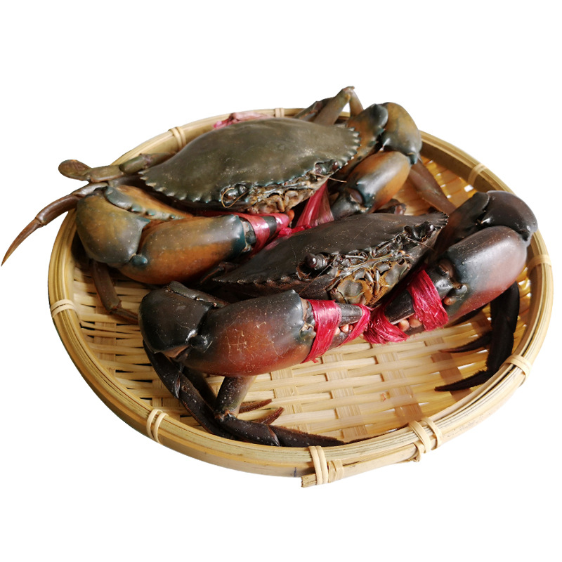 缅甸越南三门青蟹鲜活大公蟹进口肉蟹海鲜水产鲜活大螃蟹顺丰包邮