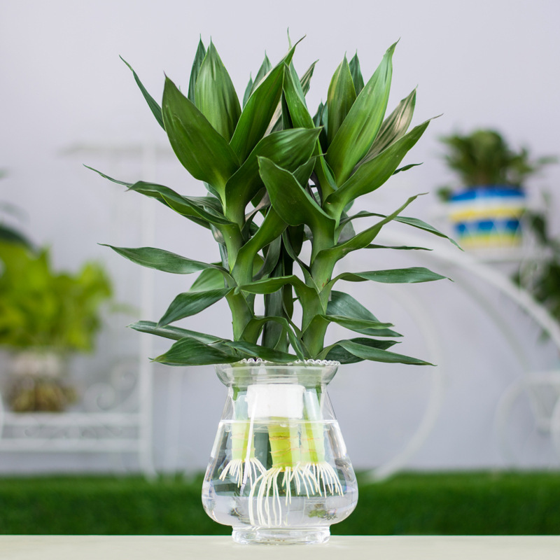 批发水培竹子 观音竹 水培花卉 有水就成活 盆栽绿植