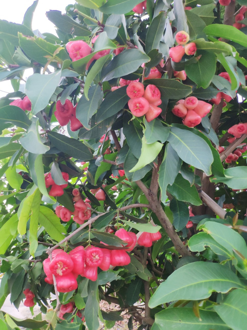 905供应莲雾果树3米高假植苗丛生洋蒲桃绿化果树