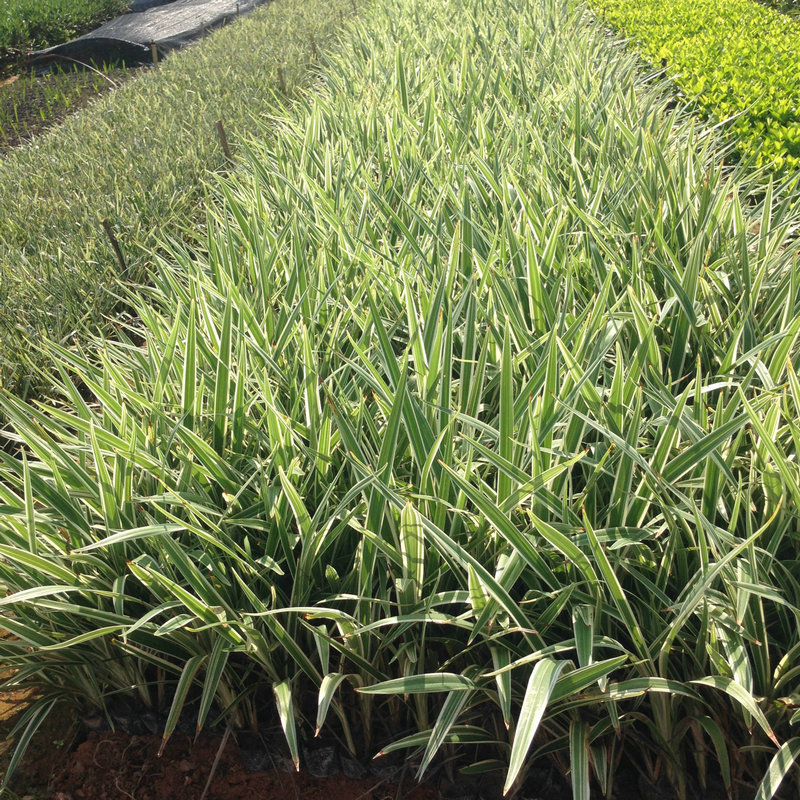 大量供应批发山管兰5斤袋山管兰石兰花山交剪山扁竹袋苗