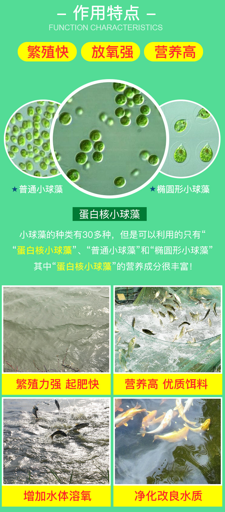 小球藻优藻种活体藻水产养殖优质饵料快速肥水丰甜生物