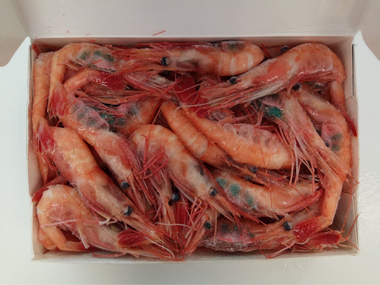 俄罗斯超低温生冻甜虾,规格齐全