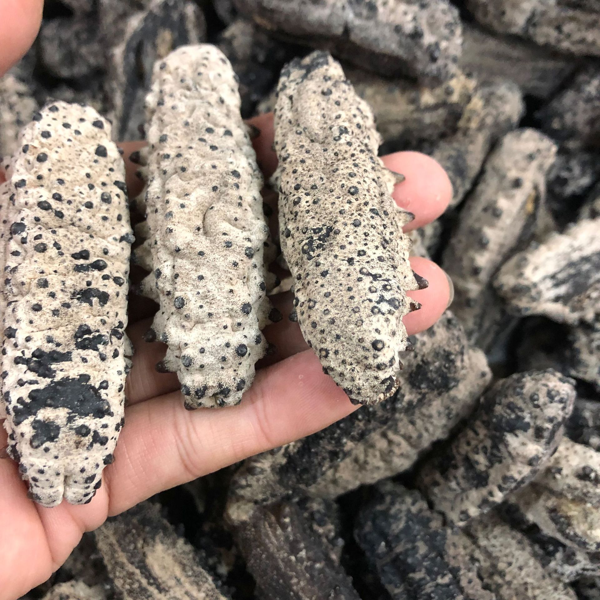 批发渠道深海天然海参 南美参 墨西哥足参 南美刺参 海参干贷