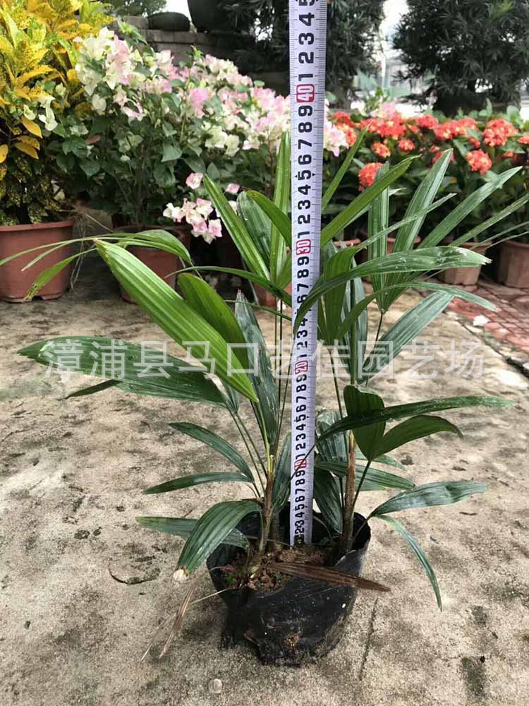 棕竹袋苗 高度30-40 冠幅20-30 价格1.8元 漳州基地直供