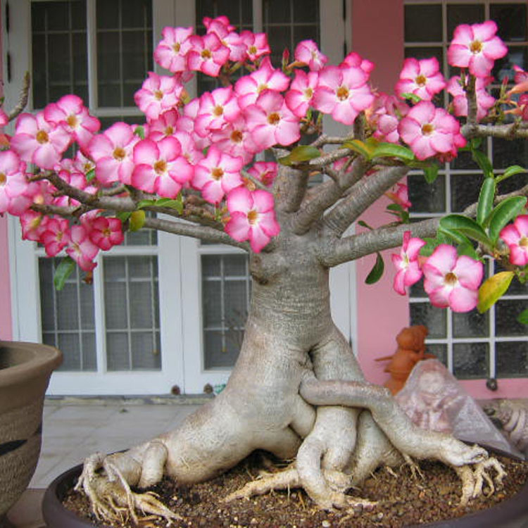 重瓣沙漠玫瑰盆栽带花苞四季老桩室内花卉沙漠玫瑰花苗大植物