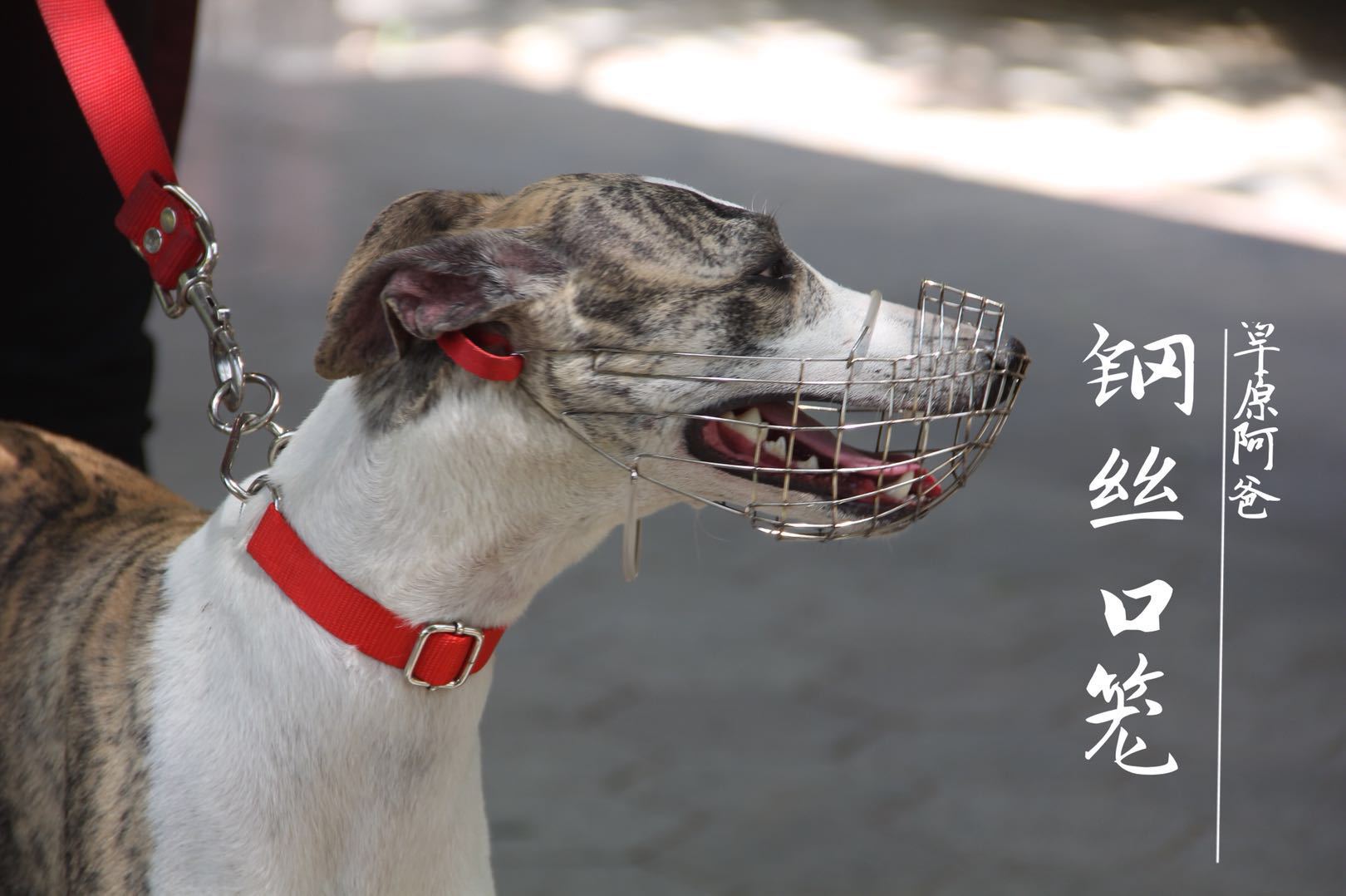 草原阿爸钢丝口笼惠比特格力灵缇细狗口笼嘴套口罩防咬尼龙不锈钢