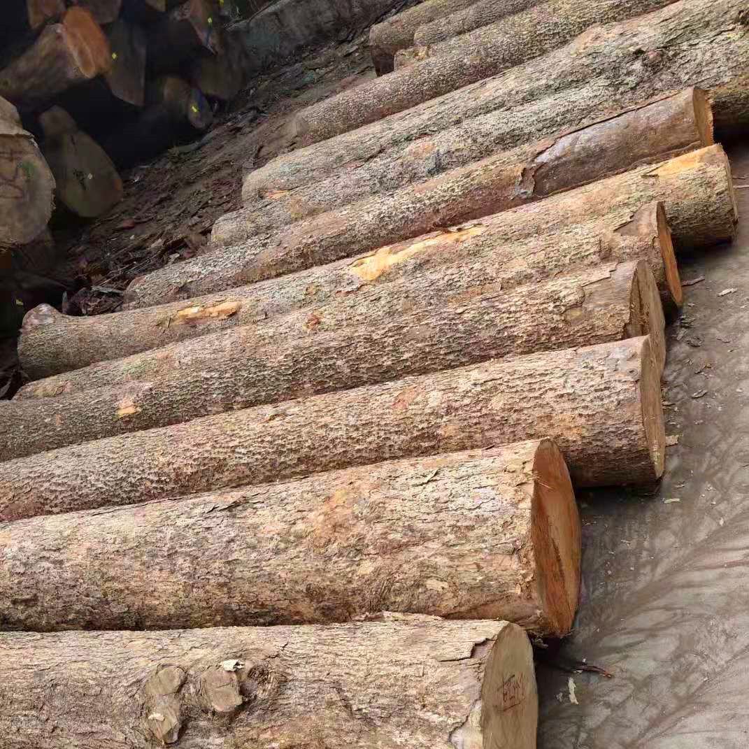 四川金丝楠原木 高档家具料 缅甸金丝楠 非洲楠木 那木