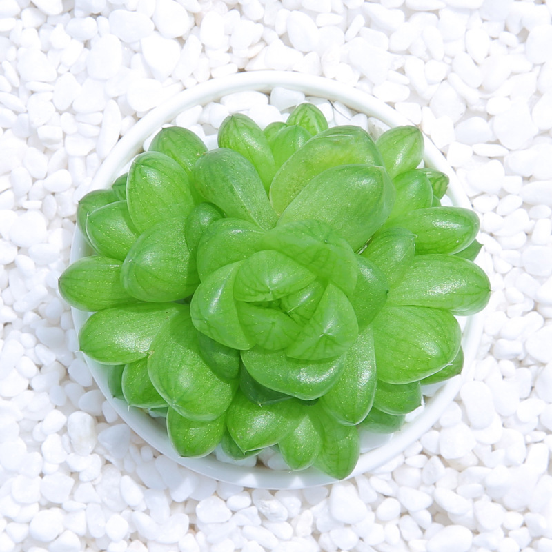 草玉露多肉植物盆栽黄金群生小老桩绿植水晶玉露十二卷绿色萌肉肉