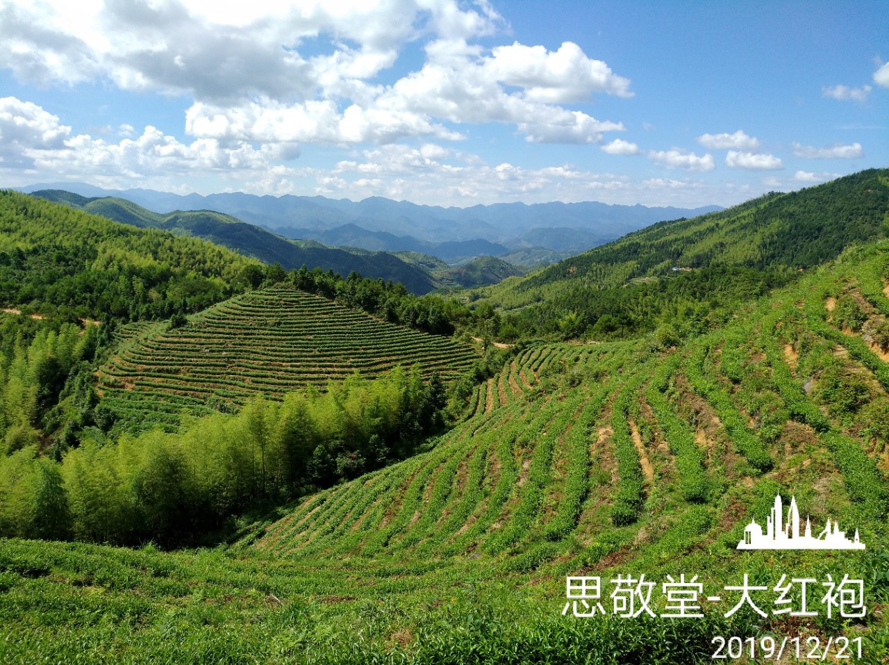大红袍/金牡丹武夷岩茶高香型原味大红袍传统工艺原生态厂家直销