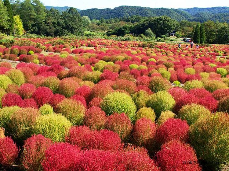溢芳种业出售花海专用草籽红地肤种子绿地肤扫帚苗观赏效果好