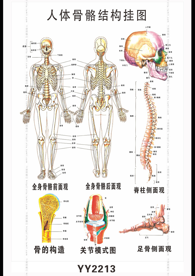 骨骼型排版图图片
