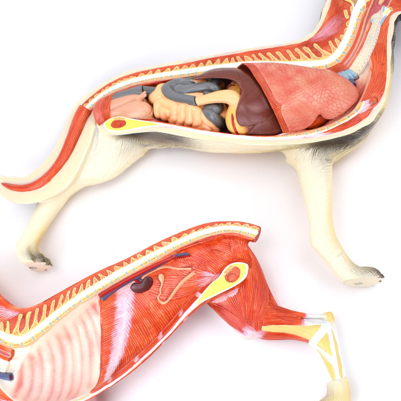 enovo颐诺狗解剖模型犬器官组织肌肉脏器标本高职畜牧兽医培训