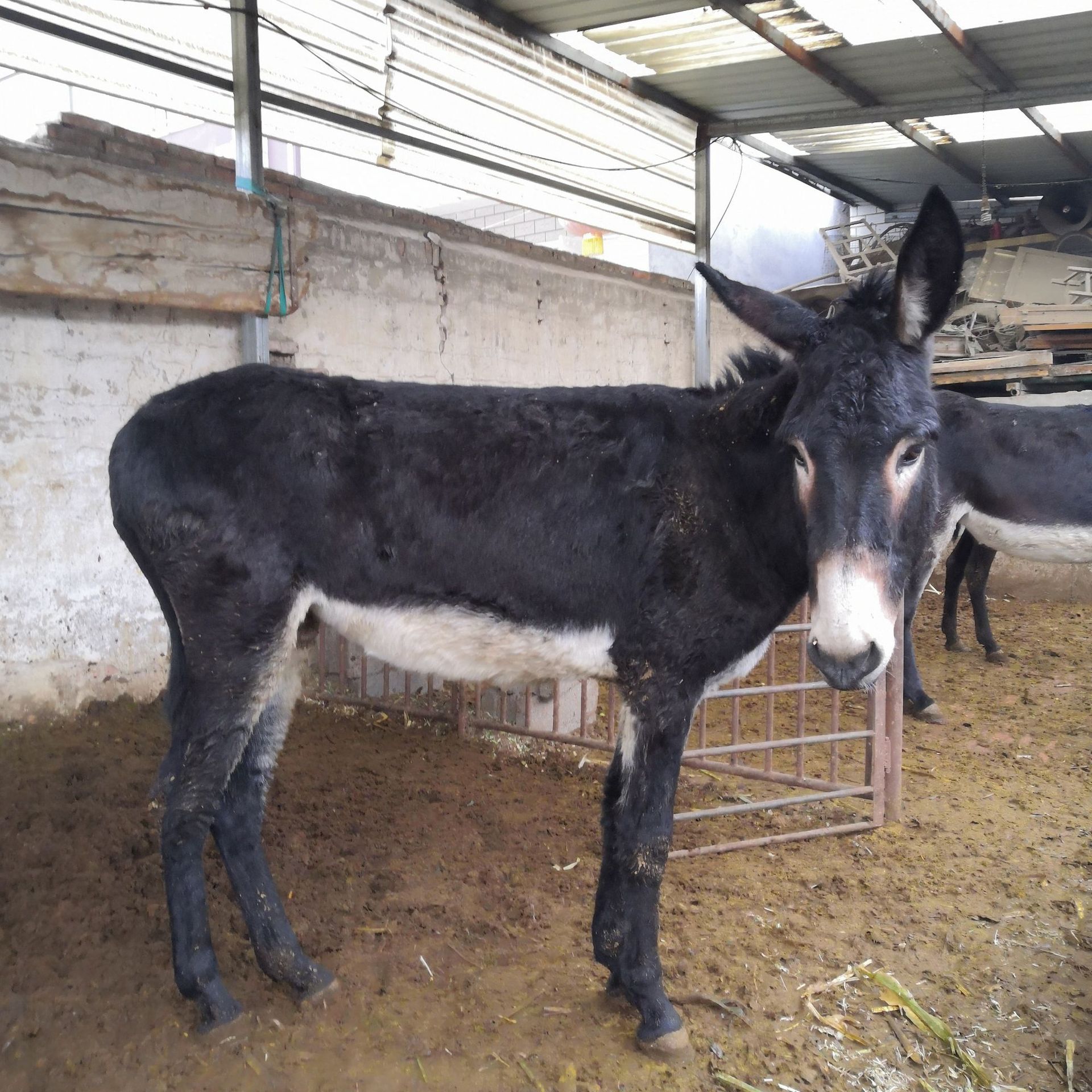 德州驴苗活体 小驴苗活体 育肥繁殖专用改良肉驴德州驴价格优惠