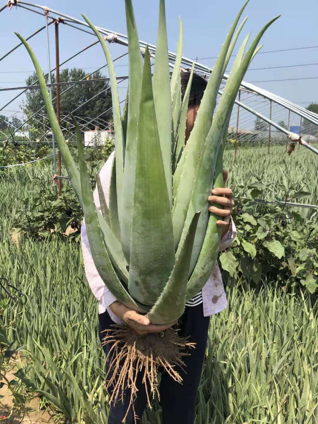 美国库拉索芦荟美容院芦荟灌肤花卉盆栽食用新鲜室内大芦荟植物苗
