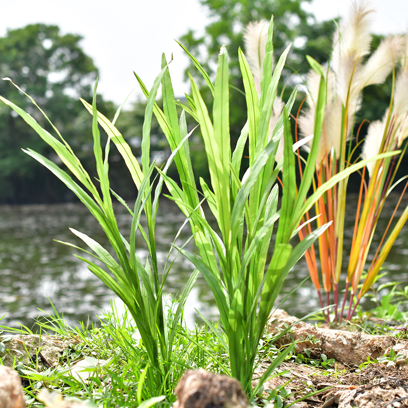 手感仿真长枝剑叶蝴蝶兰花草蕙兰叶子绿叶绿色绿植物假叶插花配叶