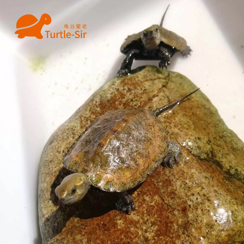 【龟谷鳖老】纯种日石龟 日本石龟 活体 苗 水龟 宠物龟 观赏龟