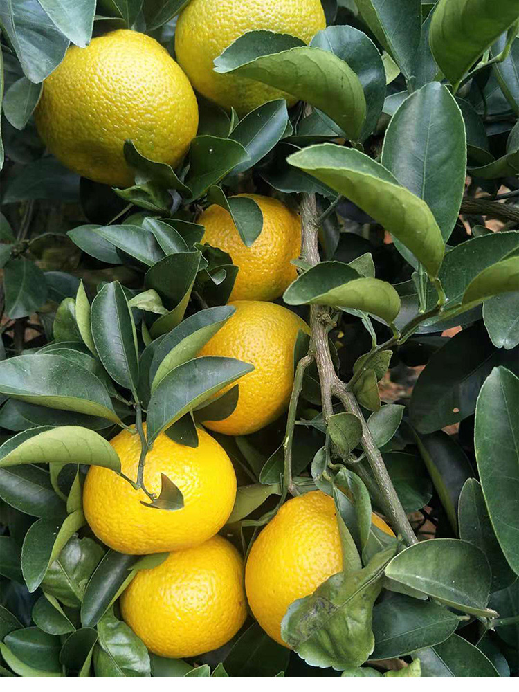 网店代理 桔柚新鲜 葡萄柚台湾甜心柚多汁鲜甜可口现摘现发