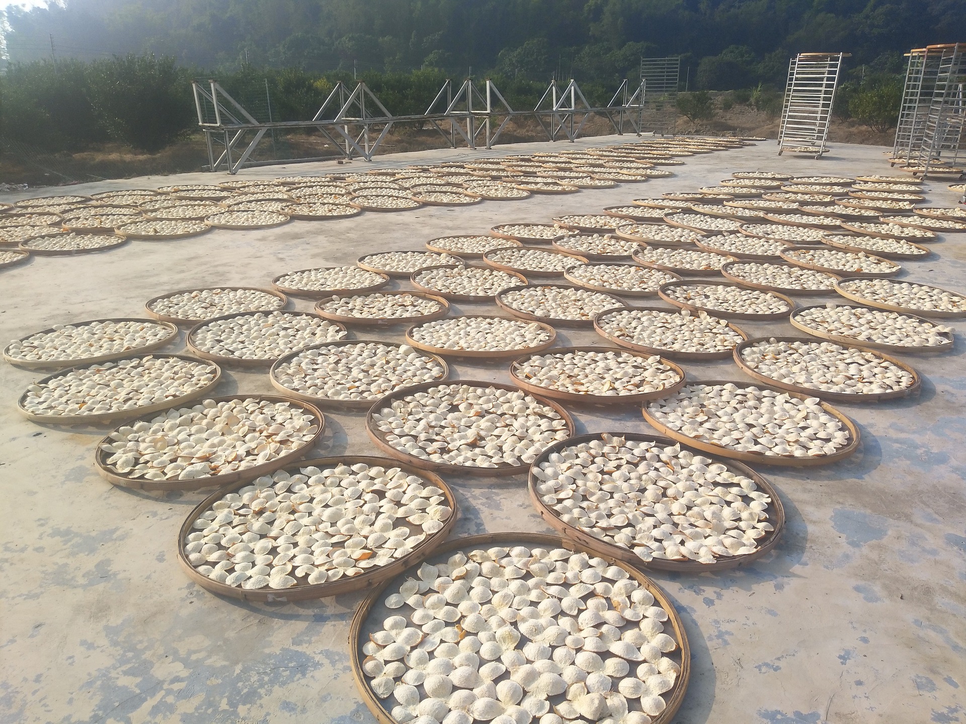 中药材新会陈皮批发 特产茶枝柑皮陈皮茶 直销生晒天马梅江陈皮