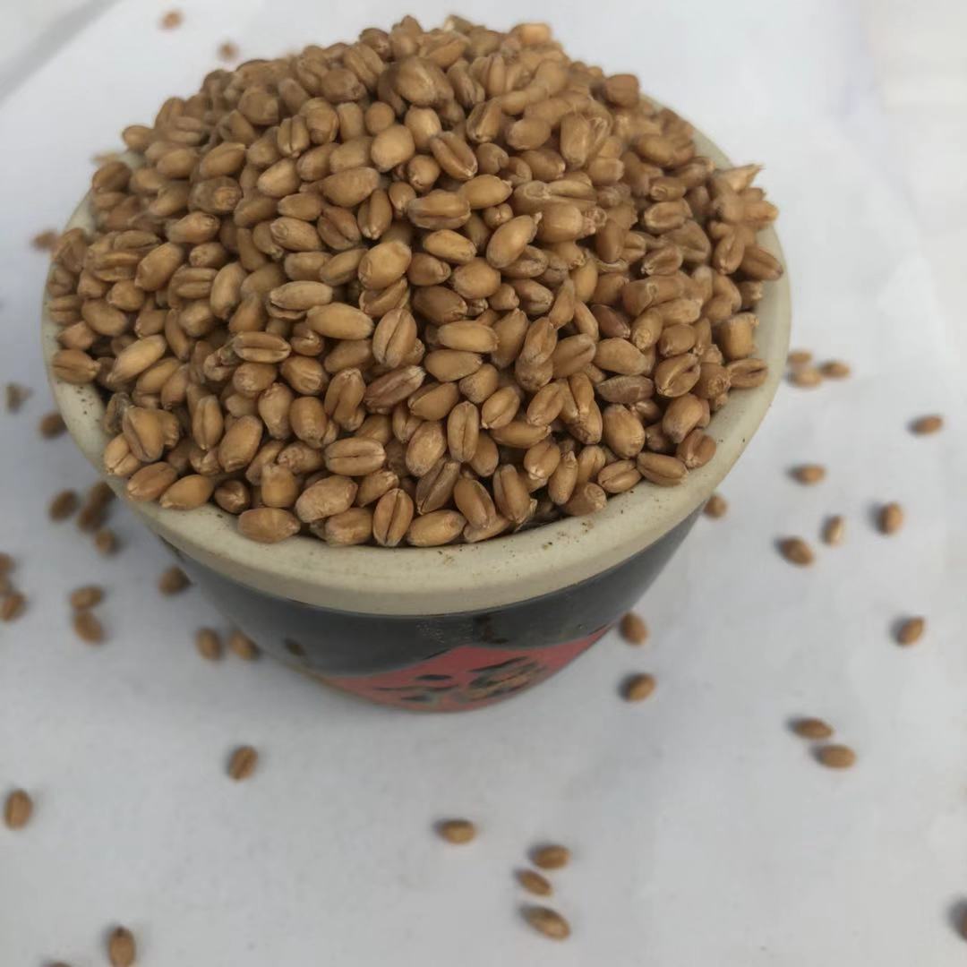 供应小麦带壳小麦 五谷杂粮植物性饲料 牛羊饲料量大从优欢迎从购