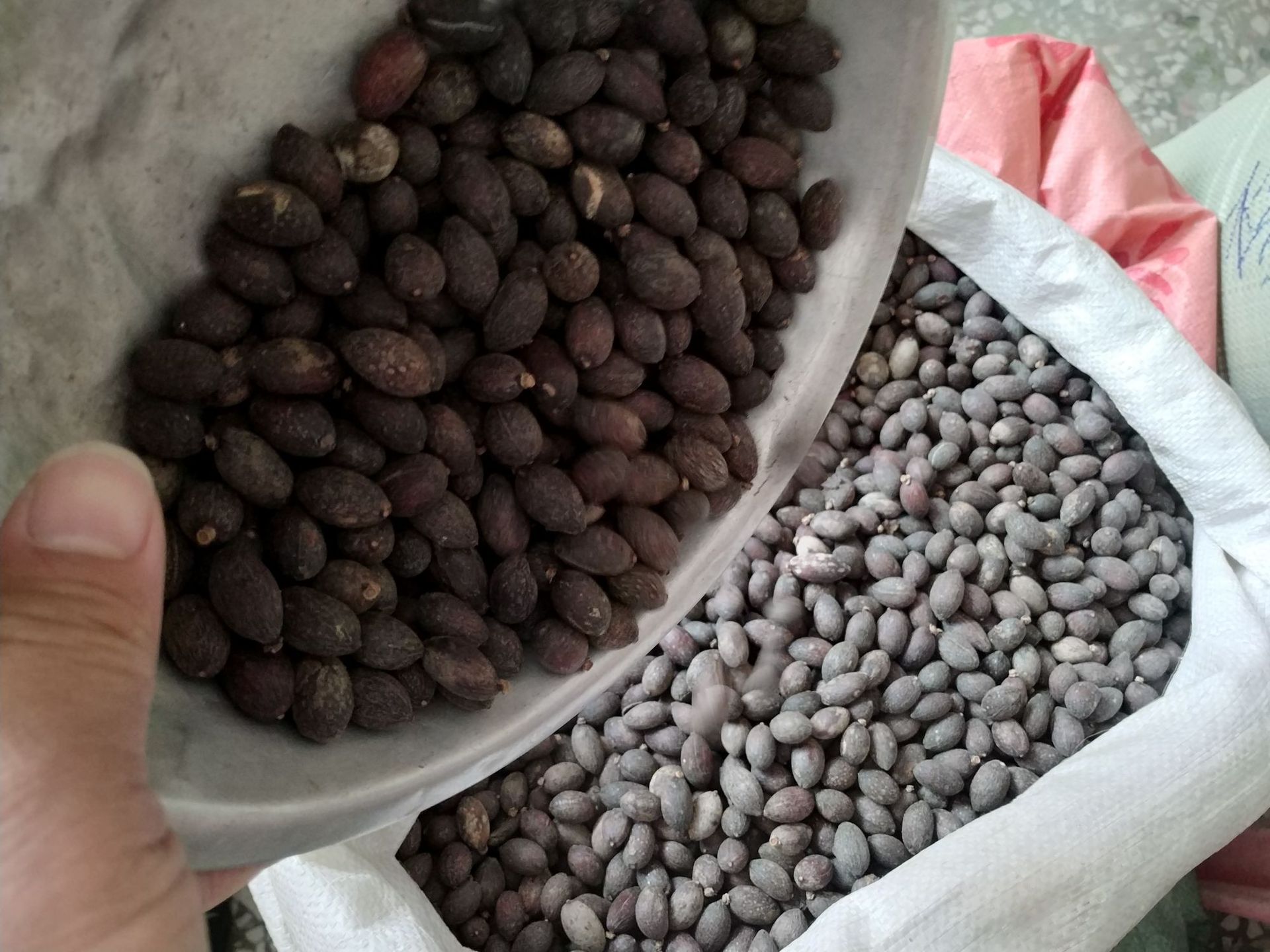 葵树子 蒲葵子 葵树籽 中药材 葵扇子批发量大从优