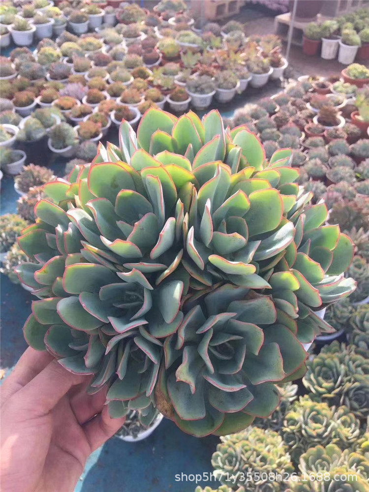 156云南多肉植物基地批发朱丽斯群生冠幅25cm多肉品种