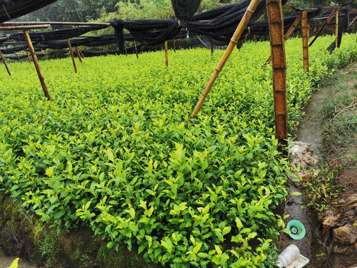 黄龙井茶苗 苗木茶叶 黄龙井批发 浙江产地直销供应