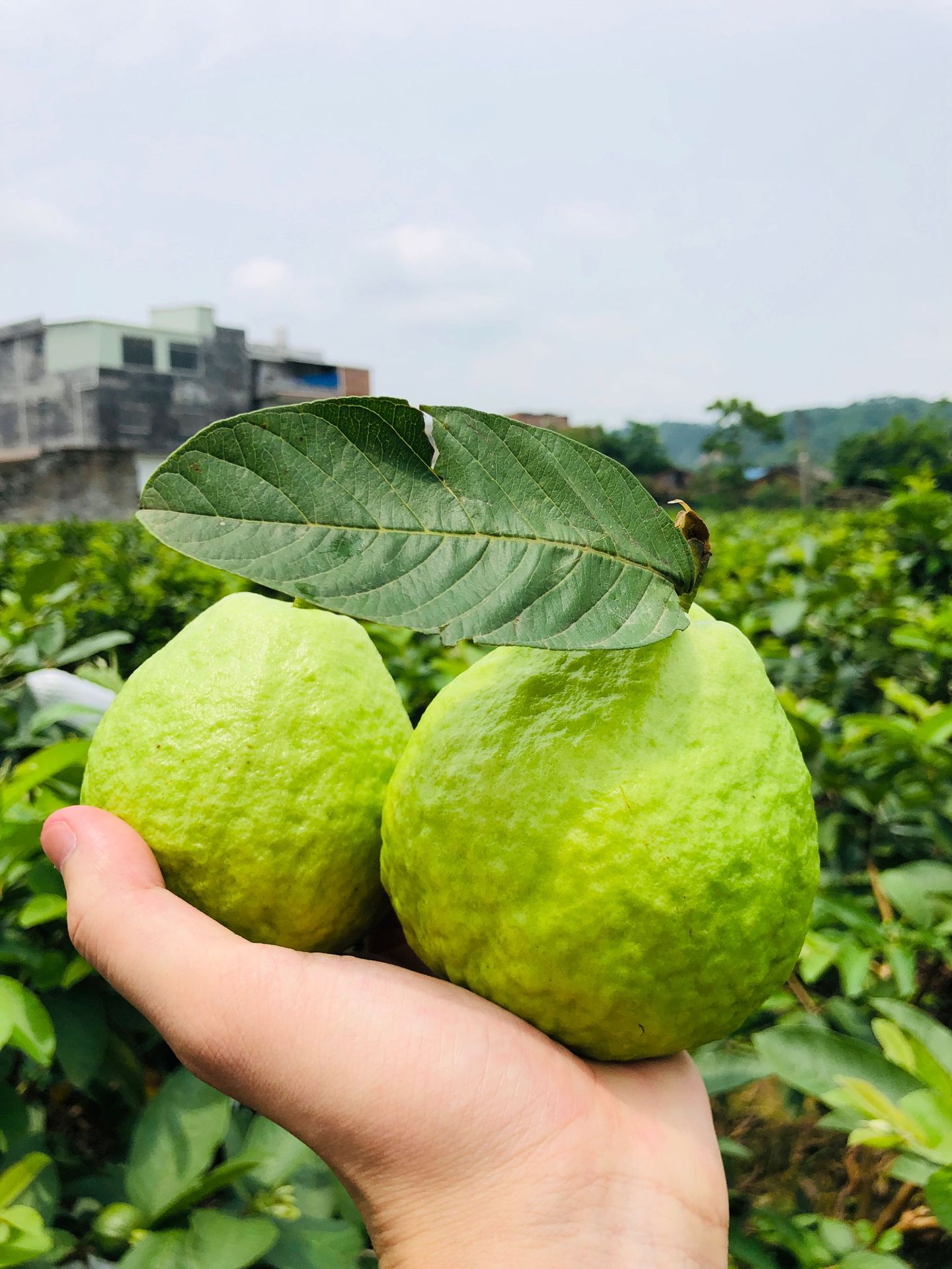 直采 广西红心芭乐5/8斤装 番石榴 新鲜水果 一件代发