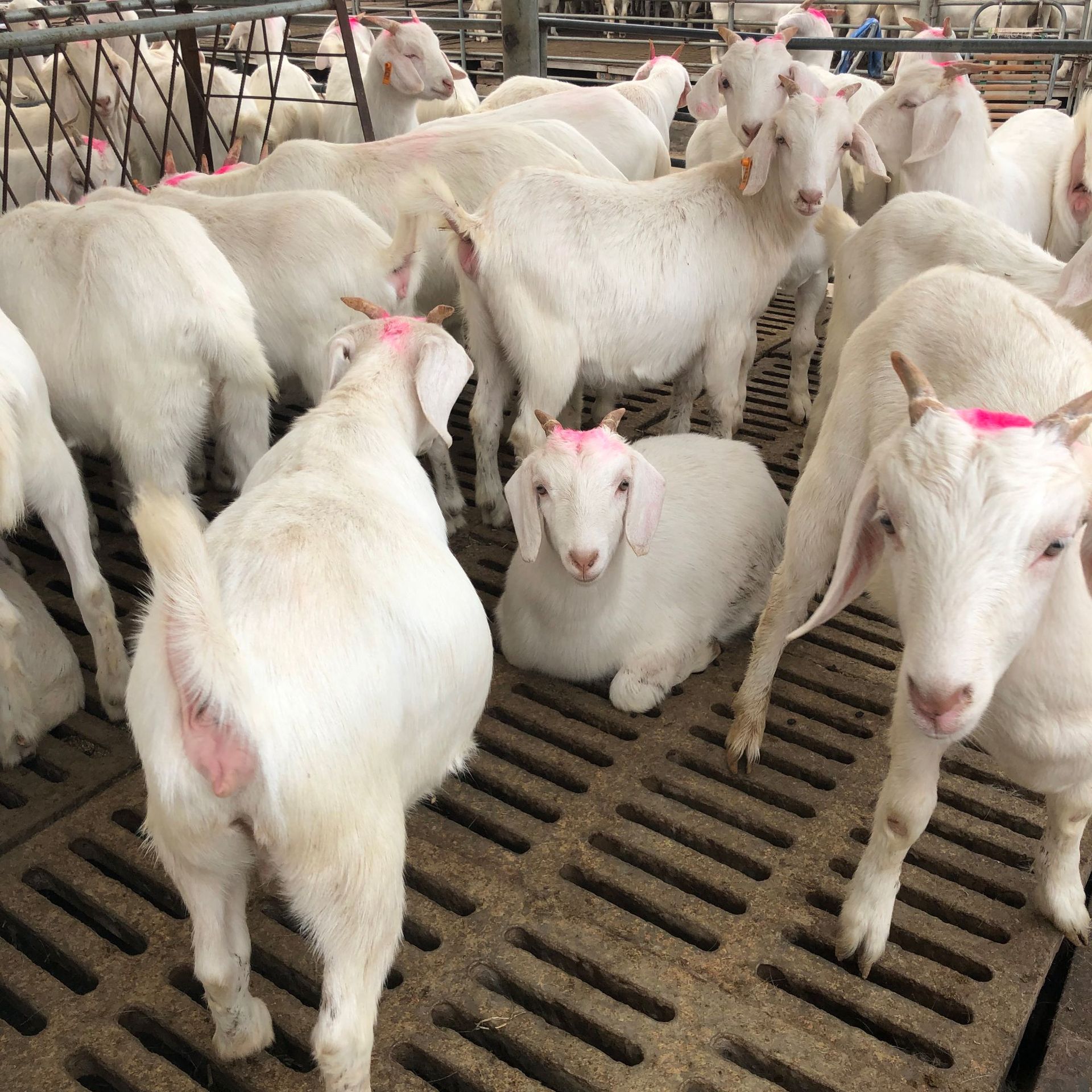 哺育期山羊养殖场白山羊肉羊价格波尔山羊公羊出售长期供应