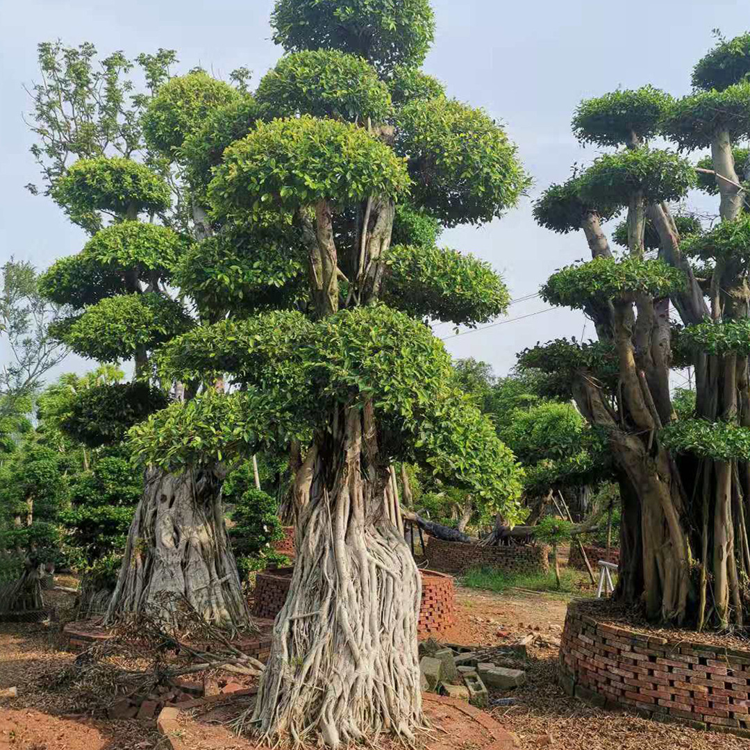 批发造型小叶榕桩头榕树绿化小叶榕产地批发提跟造型榕树