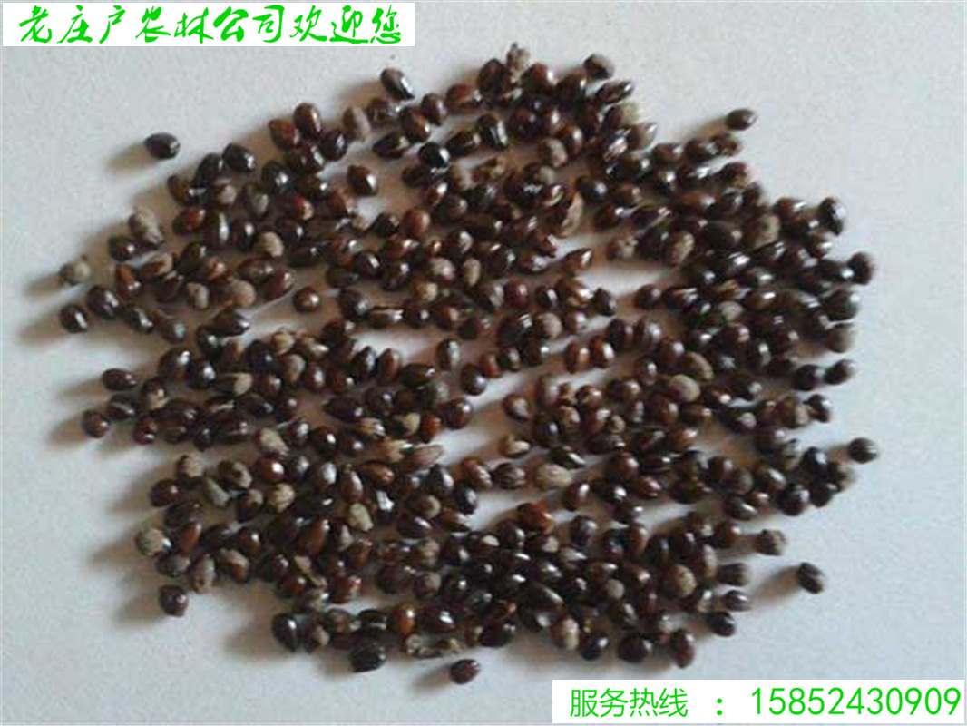 水果药材种子 沙棘种子 带刺植物 沙枣醋柳黄酸刺酸刺 沙棘树种籽