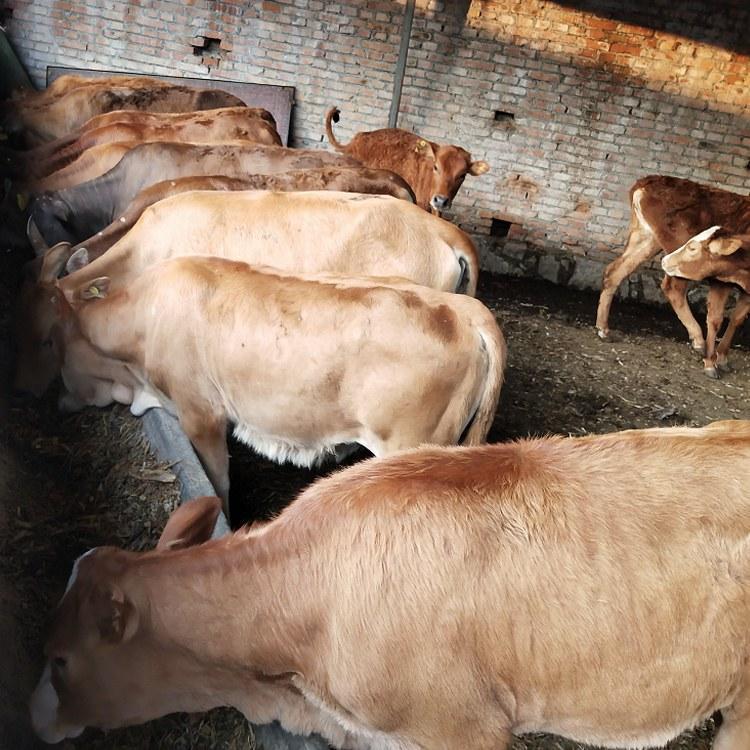 山西黄白花肉牛 西门塔尔牛  量大优惠 肉牛犊 利木赞牛养殖场