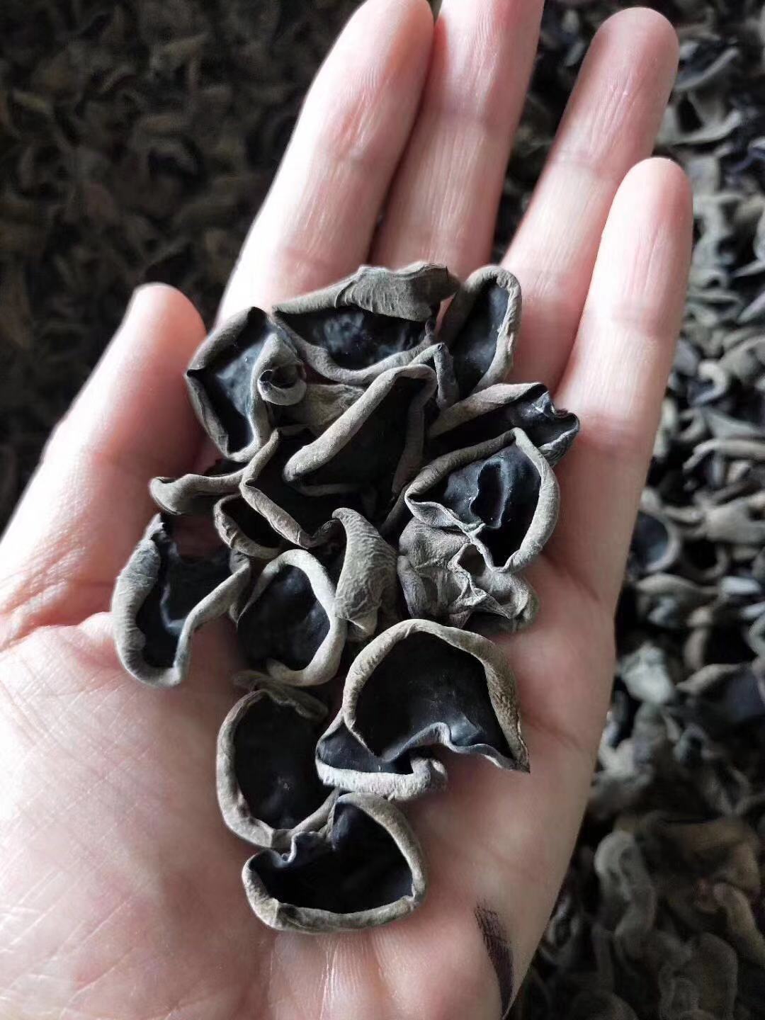 2019新木耳 东北特产 吉林长白山秋木耳 单片小碗 厚黑木耳250克