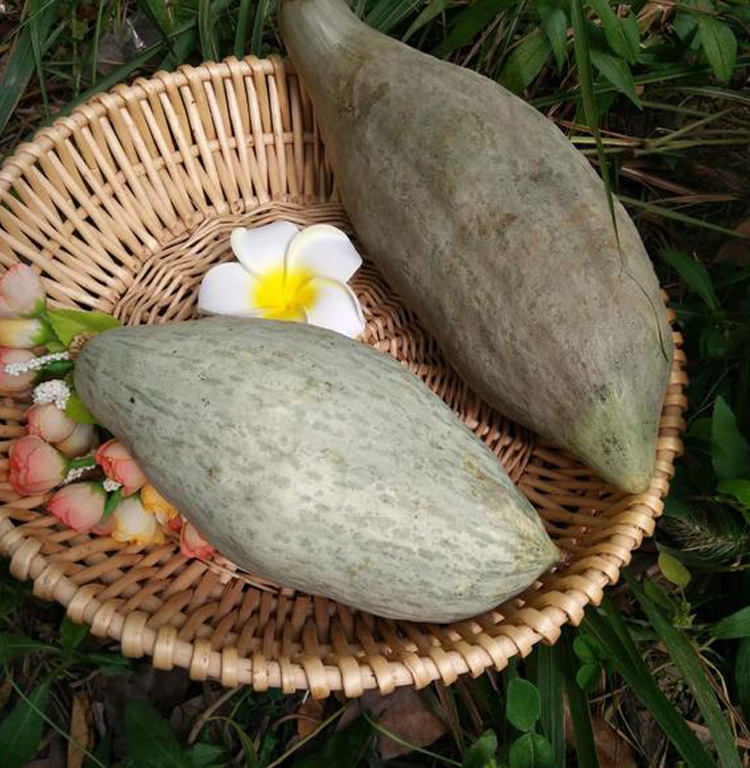 牛腿南瓜种籽新疆南瓜种子板栗金丝栗瓜丑瓜春秋冬季四季阳台