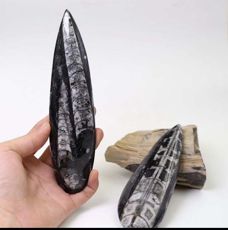 古生物大尺寸角石化石原石古海洋生物志直角石标本原石教学标本