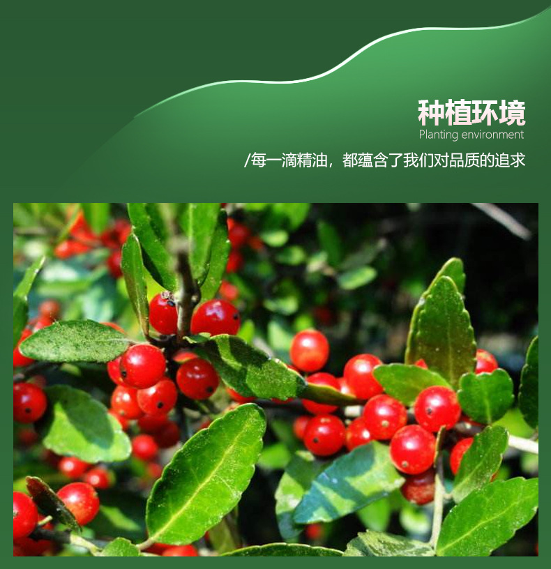 冬青油水杨酸甲酯柳酸甲酯cas119-36-8含量99%wintergreen oil