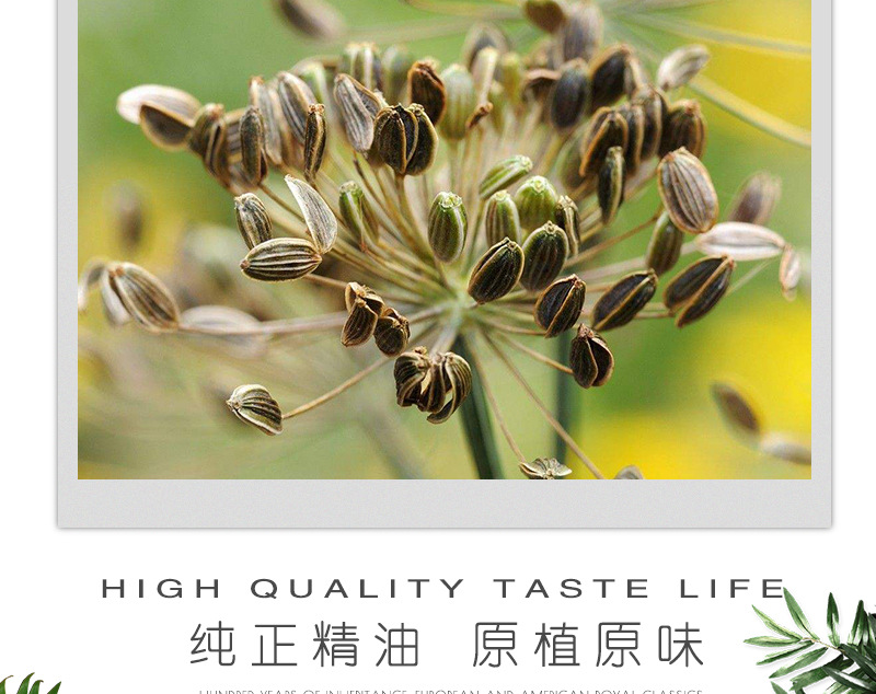 工厂直销 厂家批发 纯正天然 植物 单方精油 原料 莳萝籽精油