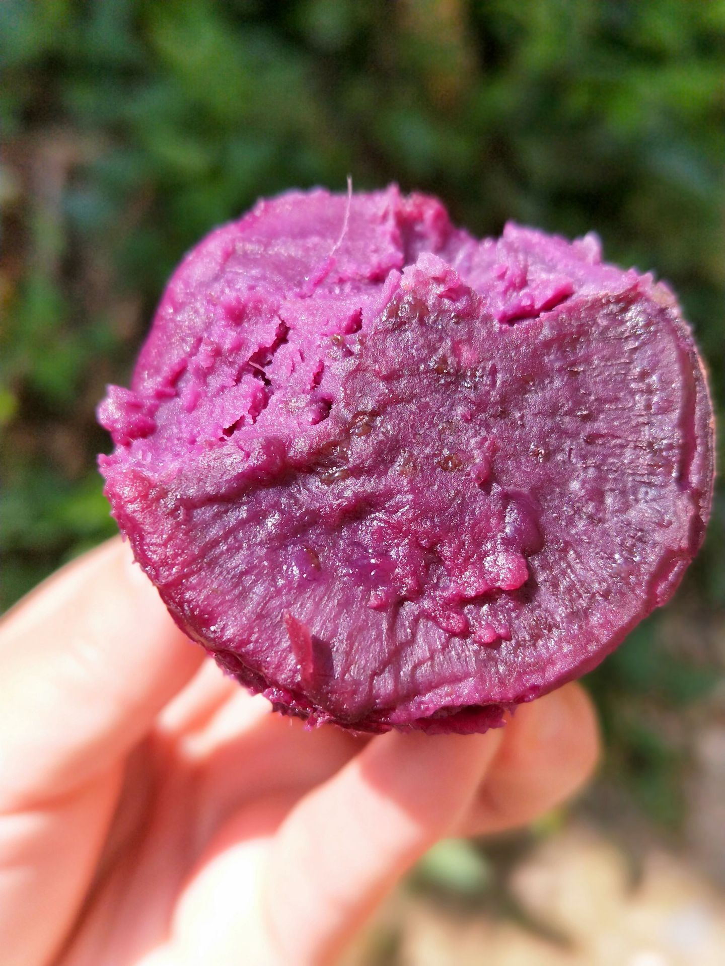 【山东紫薯5斤装】2020新地瓜紫罗兰紫薯甜糯粗粮山东地瓜基地.