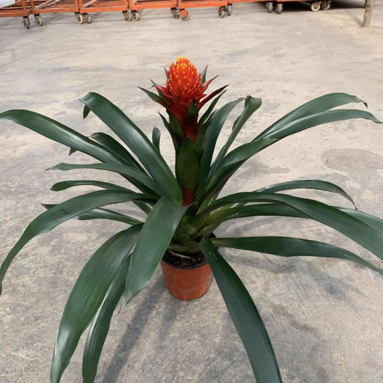 基地直销 火炬花140盆栽室内桌面装饰植物火炬花盆栽绿植绿化植物