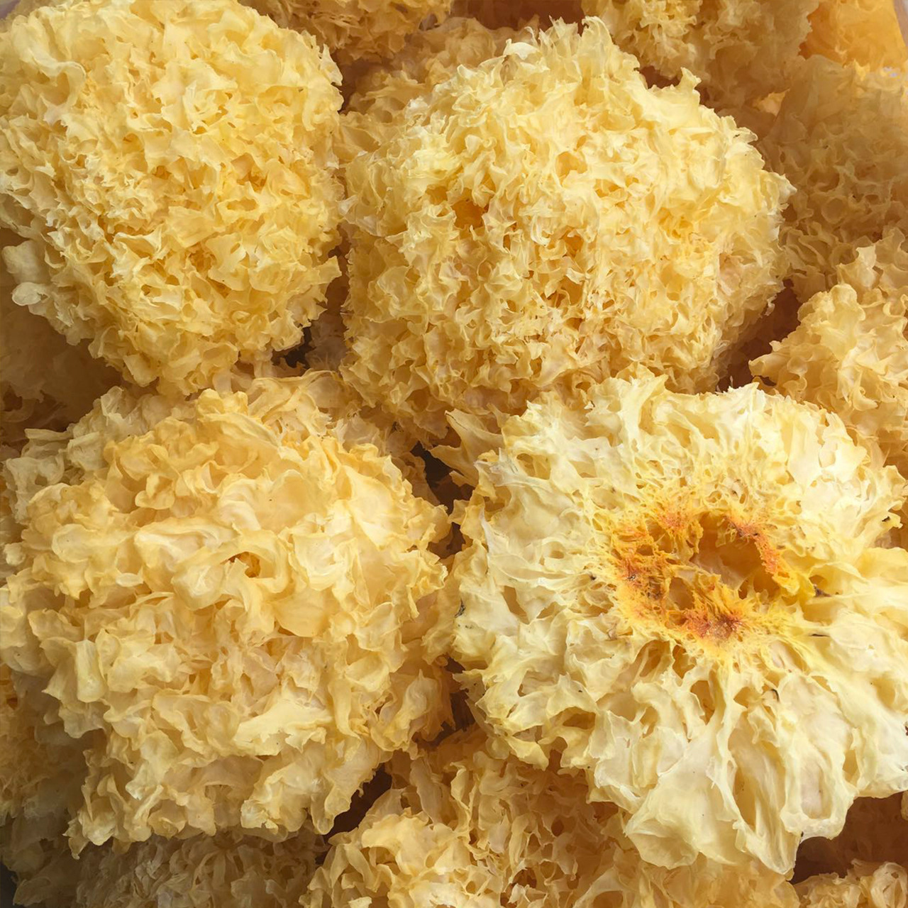 【银耳 】古田特产银耳 大花银耳 厂家批发木耳 白木耳500克