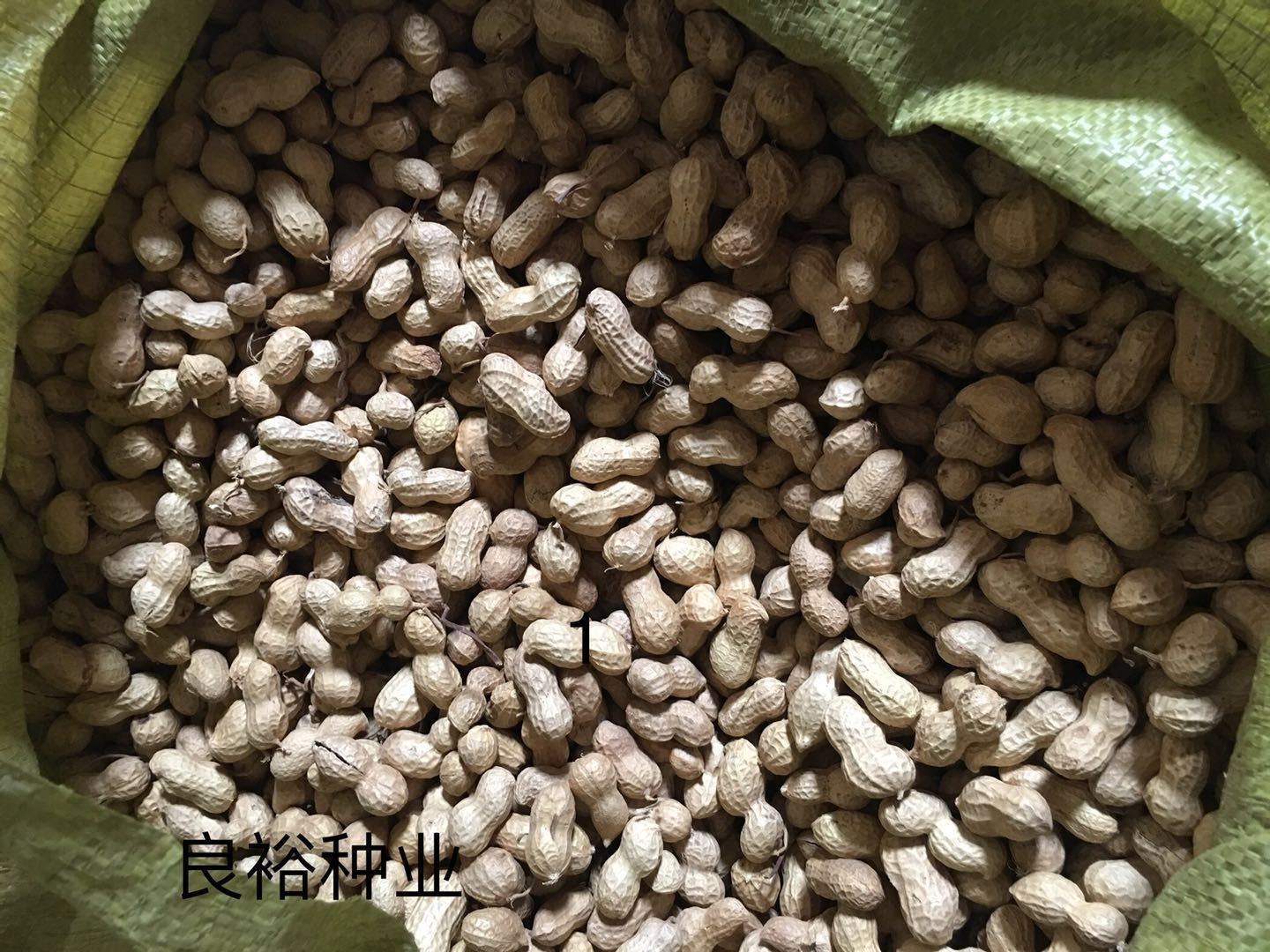 批发 新上市 手工精选带壳花育花生种子 种植花生芽用 种子花生果