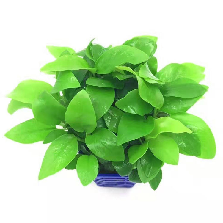 黄金榕黄金小榕小水榕真水草活体批发水族造景懒人迷你小光合水草